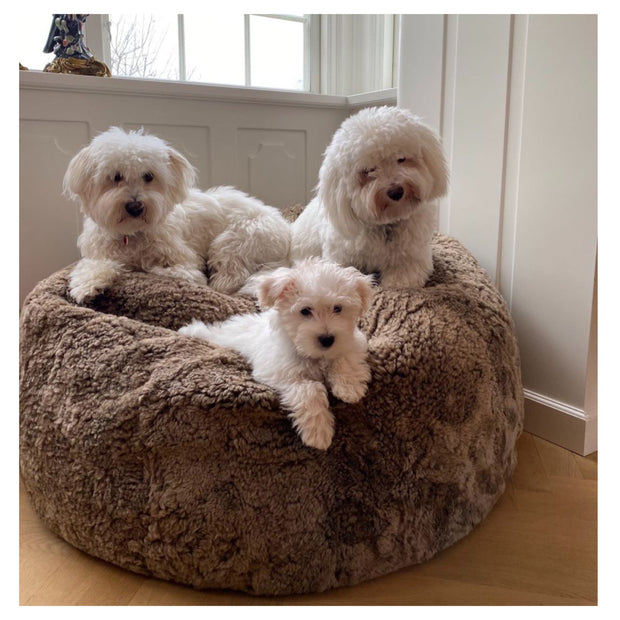 lammeskind til kæledyr