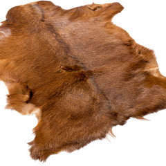 Gedeskind | Premium | Korthåret | 90x60 cm