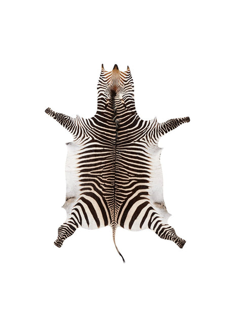 Zebraskind | Sydafrika