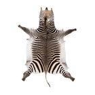 Zebraskind | Sydafrika 