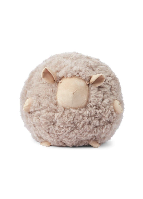 Cute Sheep | Korthåret | New Zealand