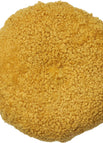 Koral Gul