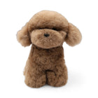 Teddybear Hvalp | Islandsk Lammeskind Brun
