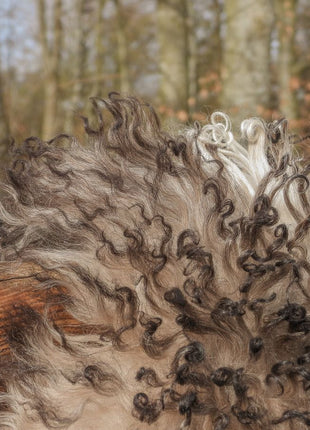 Lammeskind | Krøllet | Østrig | Naturlige farver | 90x60 cm Grå Beige